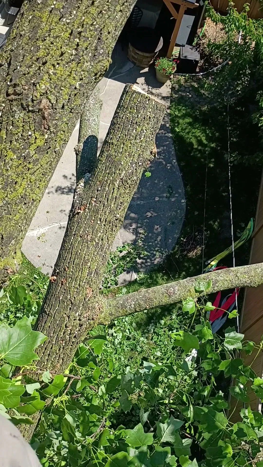 View from high in a tree looking down at a partially cut trunk section suspended by rigging ropes above a paved patio and garden area.
