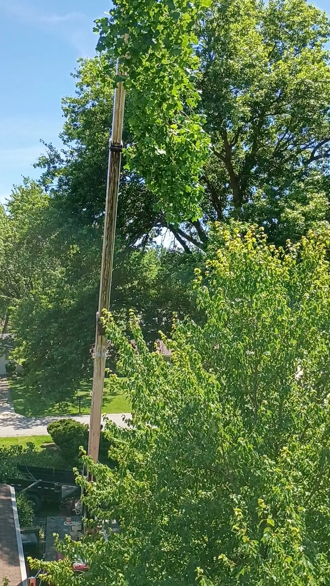 An extended crane boom rises through the canopy of tall green trees against a blue sky, with a truck and yard visible below.